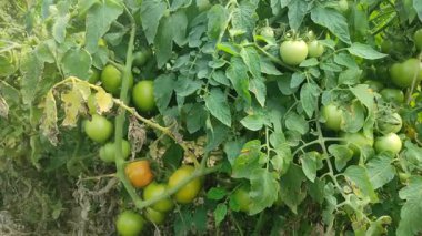 Her biri olgun kırmızı domates kümeleri taşıyan canlı yeşil bitkilerle dolu iyi sulanmış bir domates tarlası. Sağlıklı toprak, damlayan sulama ve sabit güneş ışığı güçlü verim sağlar..