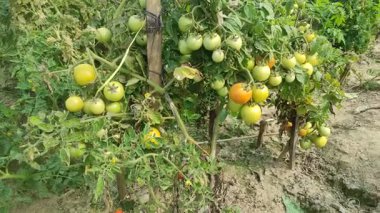 Her biri olgun kırmızı domates kümeleri taşıyan canlı yeşil bitkilerle dolu iyi sulanmış bir domates tarlası. Sağlıklı toprak, damlayan sulama ve sabit güneş ışığı güçlü verim sağlar..