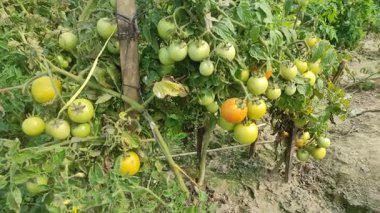 Her biri olgun kırmızı domates kümeleri taşıyan canlı yeşil bitkilerle dolu iyi sulanmış bir domates tarlası. Sağlıklı toprak, damlayan sulama ve sabit güneş ışığı güçlü verim sağlar..