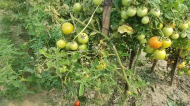 Her biri olgun kırmızı domates kümeleri taşıyan canlı yeşil bitkilerle dolu iyi sulanmış bir domates tarlası. Sağlıklı toprak, damlayan sulama ve sabit güneş ışığı güçlü verim sağlar..