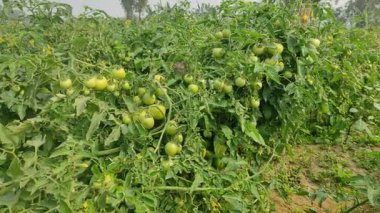 Her biri olgun kırmızı domates kümeleri taşıyan canlı yeşil bitkilerle dolu iyi sulanmış bir domates tarlası. Sağlıklı toprak, damlayan sulama ve sabit güneş ışığı güçlü verim sağlar..