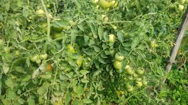 Her biri olgun kırmızı domates kümeleri taşıyan canlı yeşil bitkilerle dolu iyi sulanmış bir domates tarlası. Sağlıklı toprak, damlayan sulama ve sabit güneş ışığı güçlü verim sağlar..