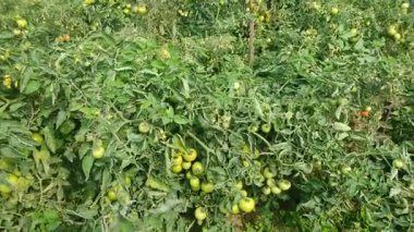 Her biri olgun kırmızı domates kümeleri taşıyan canlı yeşil bitkilerle dolu iyi sulanmış bir domates tarlası. Sağlıklı toprak, damlayan sulama ve sabit güneş ışığı güçlü verim sağlar..