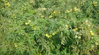 Her biri olgun kırmızı domates kümeleri taşıyan canlı yeşil bitkilerle dolu iyi sulanmış bir domates tarlası. Sağlıklı toprak, damlayan sulama ve sabit güneş ışığı güçlü verim sağlar..