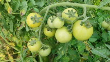 Elektrik tesisatı. Olgun kırmızı, sulu organik domatesler, ekolojik tarımsal bir alanda, yatakların üzerinde büyüyen domates çalıları üzerinde. Ekmek. Büyüyor. Yetiştiriyorum. Hasat. Tarım. Çevre tarımı. Tarım sektörü