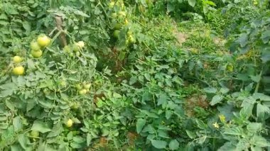 Elektrik tesisatı. Olgun kırmızı, sulu organik domatesler, ekolojik tarımsal bir alanda, yatakların üzerinde büyüyen domates çalıları üzerinde. Ekmek. Büyüyor. Yetiştiriyorum. Hasat. Tarım. Çevre tarımı. Tarım sektörü