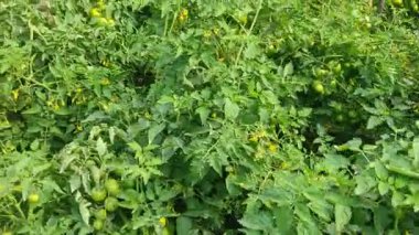 Elektrik tesisatı. Olgun kırmızı, sulu organik domatesler, ekolojik tarımsal bir alanda, yatakların üzerinde büyüyen domates çalıları üzerinde. Ekmek. Büyüyor. Yetiştiriyorum. Hasat. Tarım. Çevre tarımı. Tarım sektörü