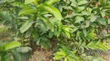 Bahçedeki ağacın yeşil yaprakları