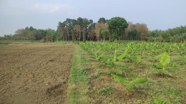 Hindistan 'dan gelen tarım yeşili toprak
