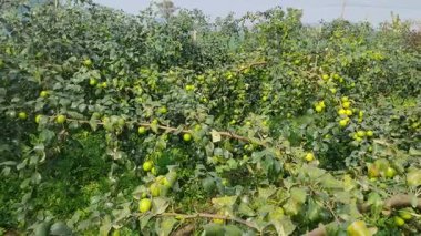 Fruit tree with unripe Red jujube fruits or apple kul boroi in the autumn garden