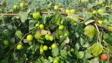 Bu tür Jujube meyveleri diğer meyvelerden çok daha büyüktür. Jujube meyve ağaçlarının bir sürü büyük Jujube meyve ağaçları vardır..