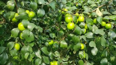 Bu tür Jujube meyveleri diğer meyvelerden çok daha büyüktür. Jujube meyve ağaçlarının bir sürü büyük Jujube meyve ağaçları vardır..