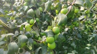 Bu tür Jujube meyveleri diğer meyvelerden çok daha büyüktür. Jujube meyve ağaçlarının bir sürü büyük Jujube meyve ağaçları vardır..