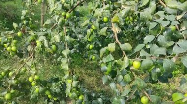 Bu tür Jujube meyveleri diğer meyvelerden çok daha büyüktür. Jujube meyve ağaçlarının bir sürü büyük Jujube meyve ağaçları vardır..
