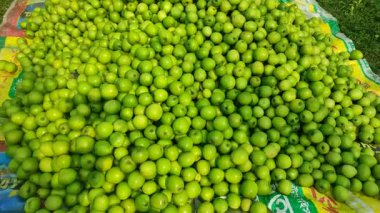 Bu tür Jujube meyveleri diğer meyvelerden çok daha büyüktür. Jujube meyve ağaçlarının bir sürü büyük Jujube meyve ağaçları vardır..