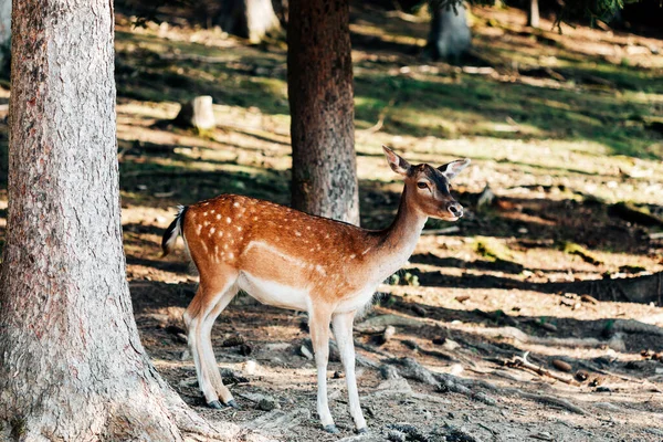 A young spotted deer stands in the trees
