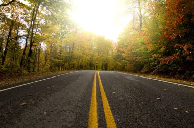 Sonbahar sezonu. Kırsal yol. Ormanın Yatay Çekimi.