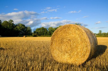 Ön planda Güzel Büyük Bale ile Taze Kesilmiş Sarı Hasır Alanı