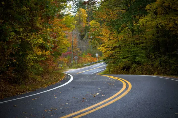 Sonbahar Sonu Yatay Olarak Ormanda Kavisli Yol