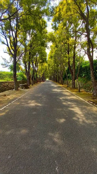 a quiet street with a shady tree on the side