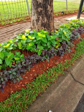 Yol kenarında büyük bir ağacın yanında yeşillik.