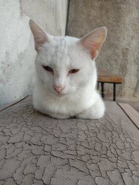 Sokaktaki beyaz kedi