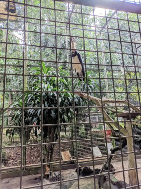 Hayvanat bahçesindeki güzel bir kuş görüntüsü.