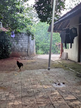 Güzel bir kuş manzarası