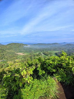 Ormanda yeşil ağaçlar