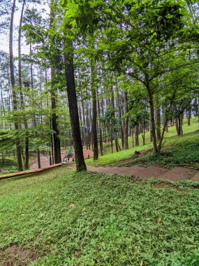 Parkın güzel manzarası