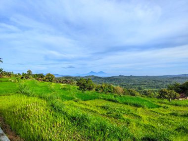 Ormanda bir ağacı olan güzel bir manzara.