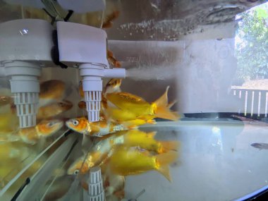 Akvaryumda balık, akvaryum