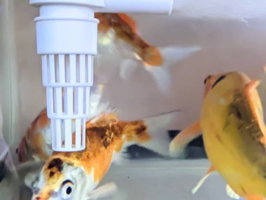 Akvaryumdaki balıklar