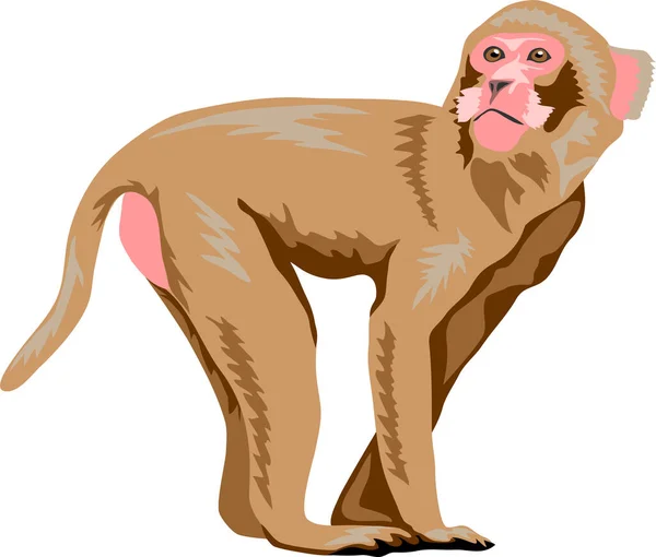 Macaque 彩色矢量插图 — 图库矢量图片