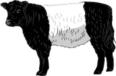 Belted Galloway - vector illustration clipart