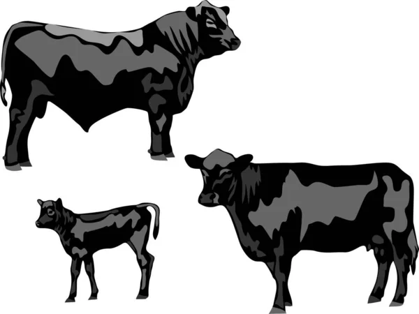 黒アンガス牛 ベクトル図 — ストックベクタ