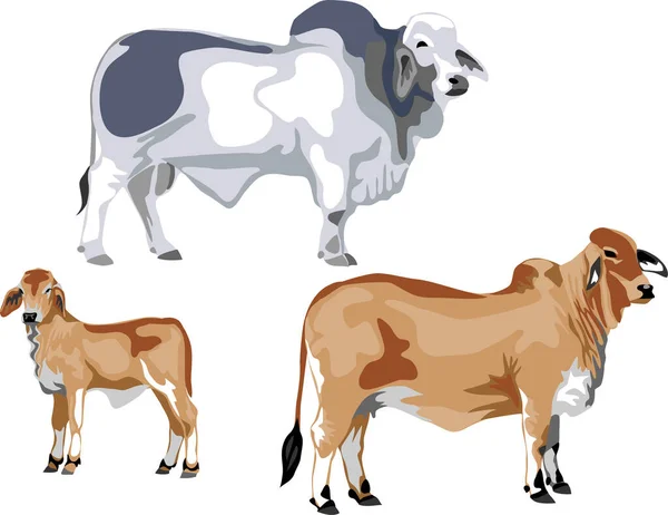 Brahman Karja Vektorikuvaus kuvituskuva