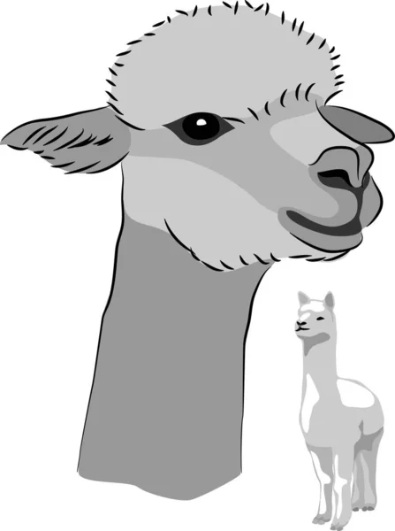 Alpaca Illustrazione Vettoriale Scala Grigi — Vettoriale Stock