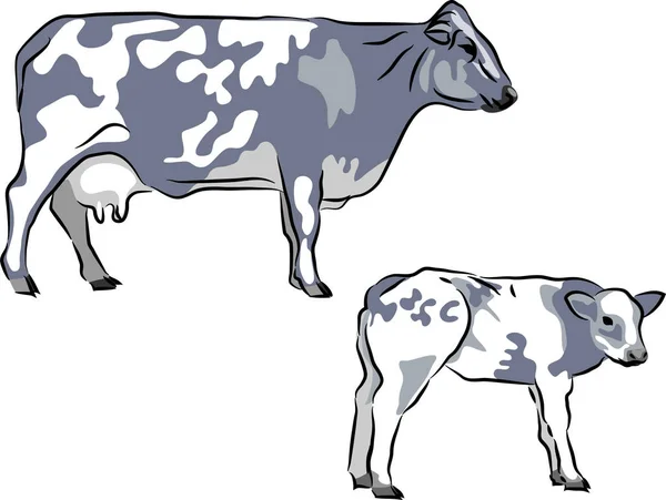 Belgian Blue Cattle Vector Illustration — Stock Vector