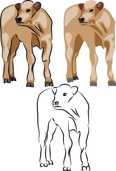 Calf Domestic Bovine Vector Illustration — Stock Vector