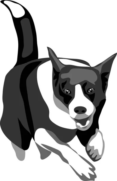 Border Collie Jumping Grayscale Vector Illustration — Stock Vector