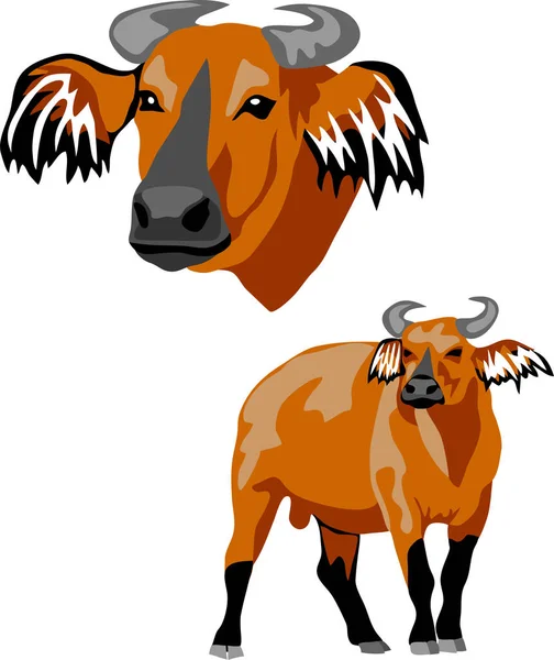 Afrikaanse Bosbuffel Vector Illustratie — Stockvector