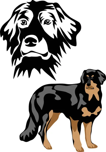 Hovawart Порода Собак Векторні Ілюстрації — стоковий вектор