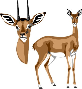 Oribi - renk vektör illüstrasyonu