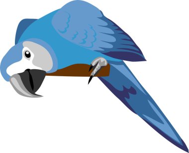 Spixs macaw - vektör illüstrasyonu