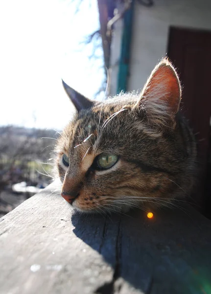 Cat Green Eyes Lies Veranda Close Muzzle — Stock Photo, Image