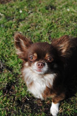 Chihuahua köpeği beyaz benekli küçük bir kahverengi cekettir. Ağızlığını yeşil çimlerin arka planına yaklaştır