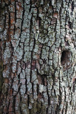 Yosun kaplı bir elma ağacının çatlamış kabuğunun dokusu