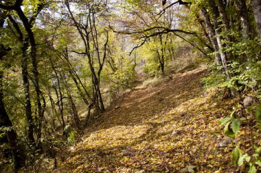 Orman yolu ve güz yaprakları gün boyunca