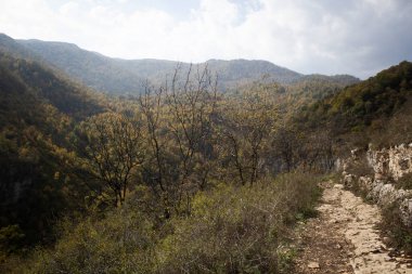 Orman yolu ve güz yaprakları gün boyunca